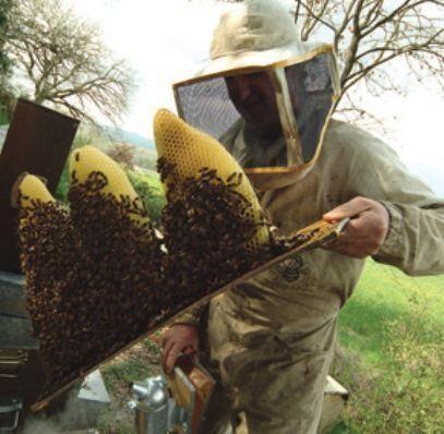 apicoltura urbana milano