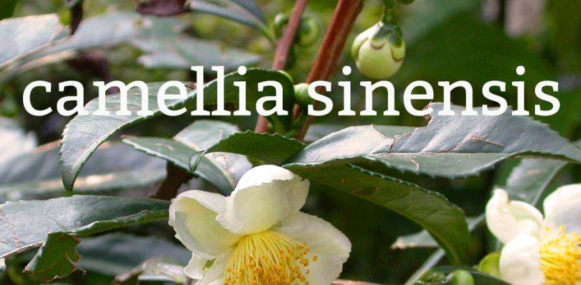 camellia sinensis
