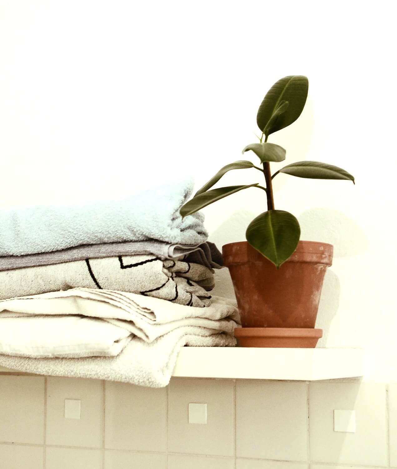Le migliori piante da appartamento per purificare l'aria