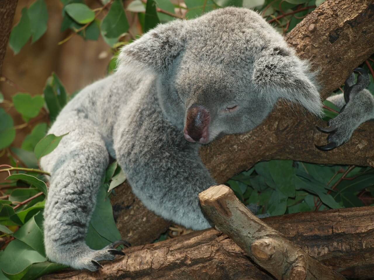 koala sonno pixabay