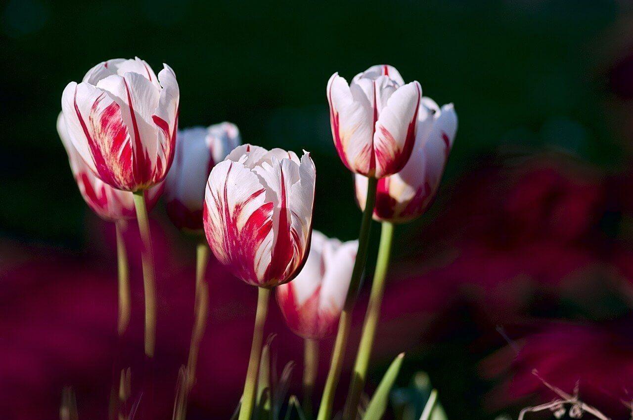 tulipani pixabay