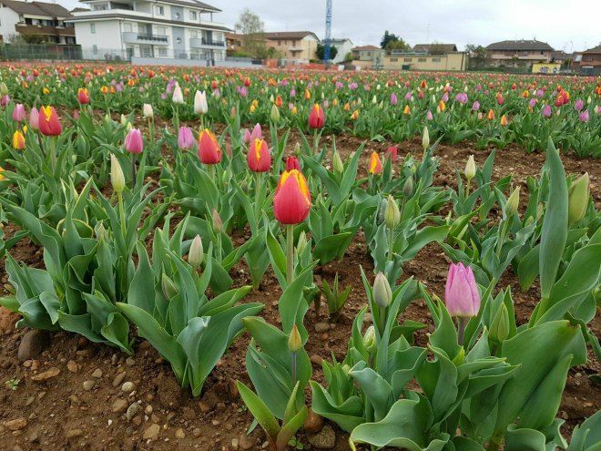 tulipani italiani cornaredo milano