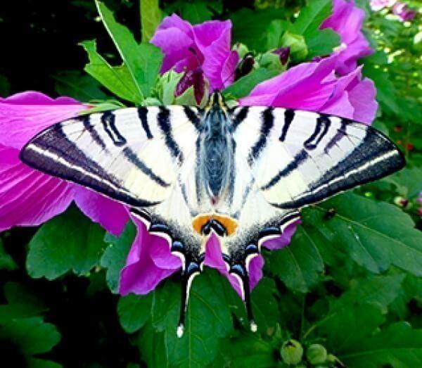 farfalla podalirius