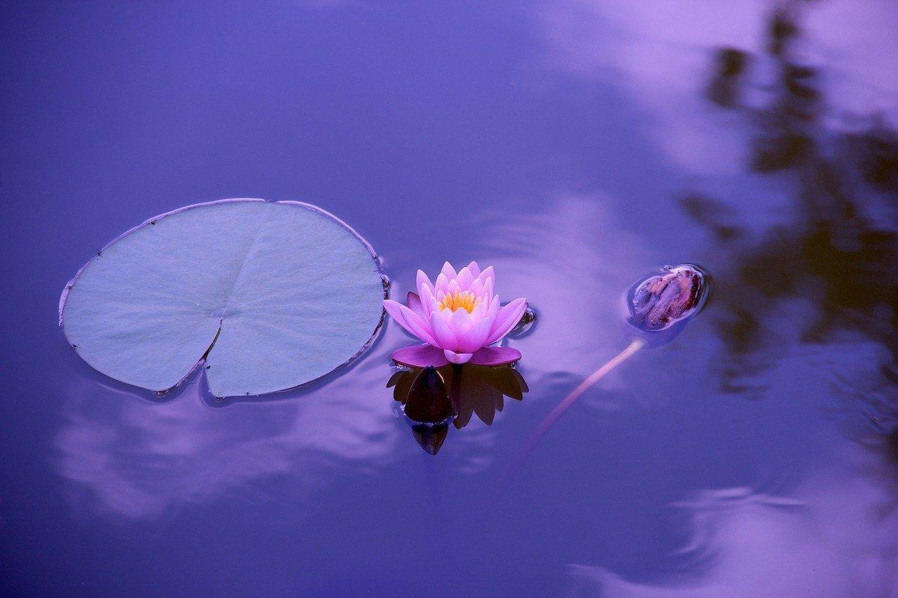 fiore loto pix foto devanath