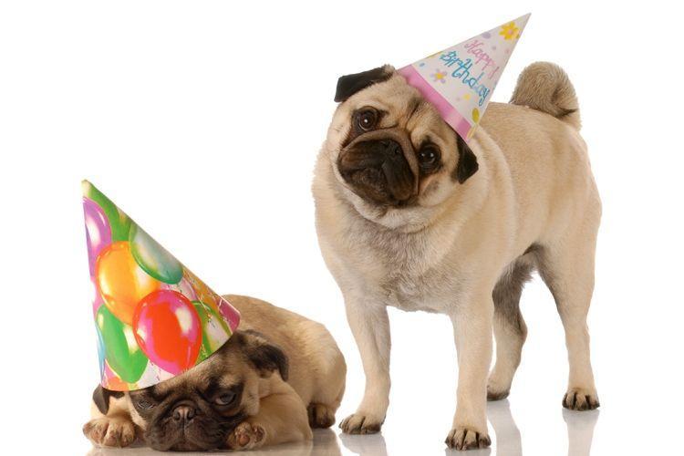 pug party 3