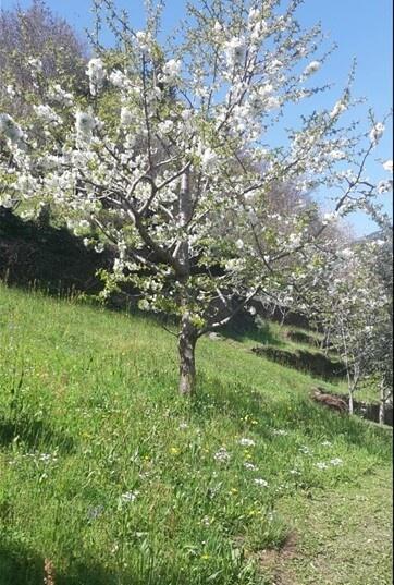 albero in fiore foto oliver