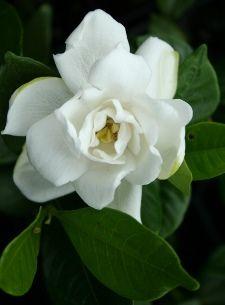 gardenia