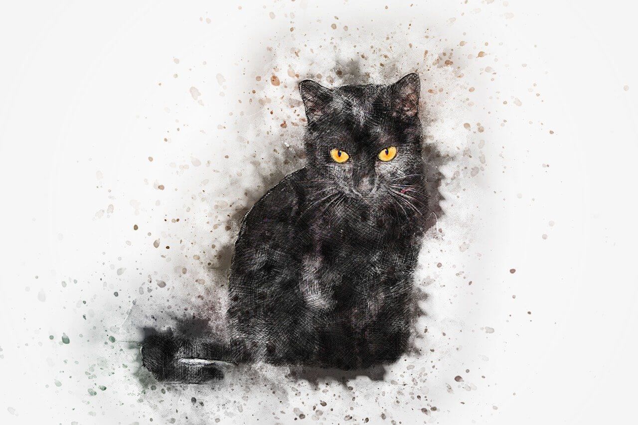 gatto nero pix