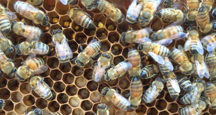 diventa apicoltore a Milano