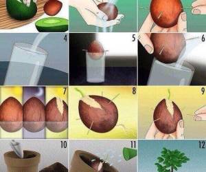 Coltivare un Avocado